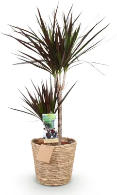 Image de Dracaena Magenta 90-100cm, 21cm, avec panier et décoration verte et magenta