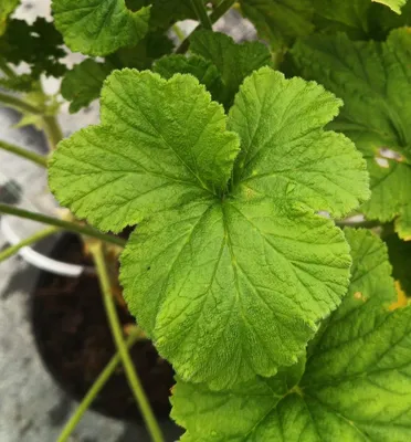 Image de Pelargonium vitifolium / Géranium au parfum de citronelle