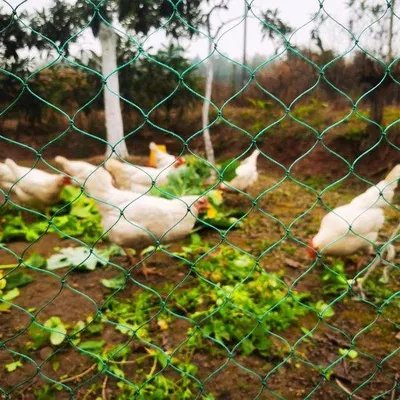 Productafbeelding van Kippengaas voor pluimvee - stevig volierengaas - 36 draden - stevige knopen - 5 cm pluimvezaan - bescherming tegen roofvogels - kippenhok - 15 x 10 meter