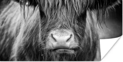 Produktbild von MuchoWow® Poster Schottischer Highlander - Haare - Tiere 120x60 cm - Bild