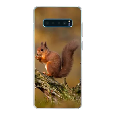 Produktbild von MuchoWow® Handyhülle Schutzhülle Hülle für Samsung Galaxy S10 Lite Eichhörnchen - Baumstamm - Wald Silikon Softcase Handy Hülle - Schutz