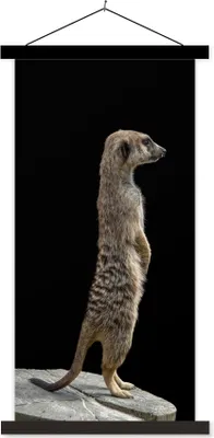Produktbild von MuchoWow® Textilposter Erdmännchen - Wilde Tiere - Schwarz 60x120 cm mit schwarzem Rahmen - Magnete