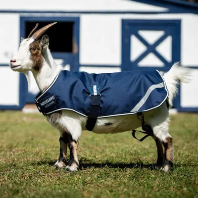 A goat wearing a navy blue coat stands in front of a white building with blue doors.