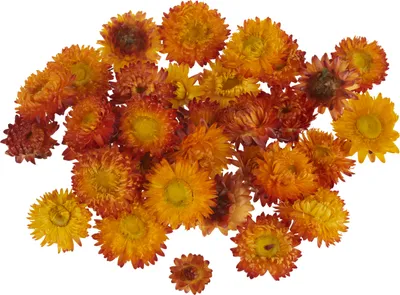 Produktbild von Strohblumenköpfe, ca. 20 - 30 g Orange