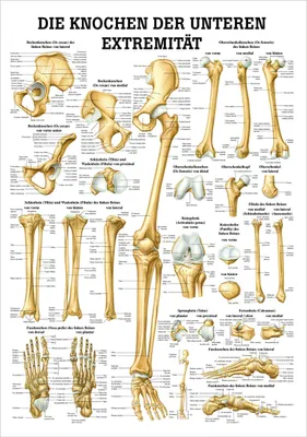Produktbild von Die Knochen der unteren Extremität Mini-Poster Anatomie 34x24 cm med. Lehrmittel