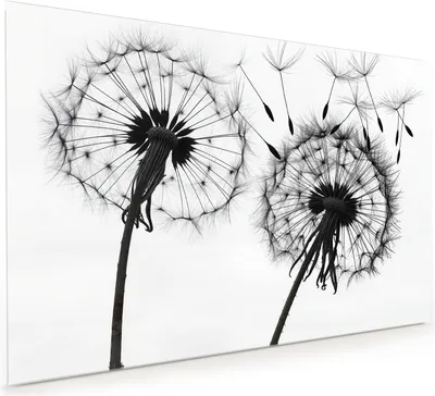 Produktbild von Küchenrückwand Spritzschutz Glas mit Motiv Pusteblumen 40 x 40 cm