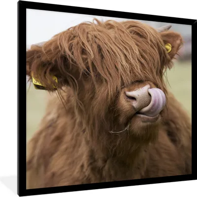 Produktbild von MuchoWow® Gerahmtes Poster Schottischer Highlander - Braun - Kuh 40x40 cm - Poster mit Schwarzem Bilderrahmen Wandposter Rahmen Foto Bilder - Mit Rahmen - Wanddekoration Schlafzimmer