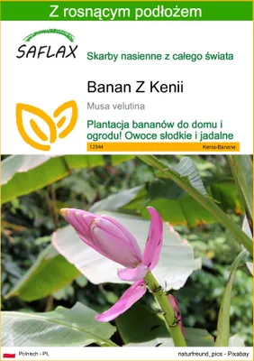 Zdjęcie produktu dla SAFLAX - Banan Z Kenii - 8 Nasiona - Z podłożem uprawowym wolnym od zarazków - Musa velutina