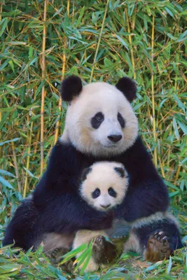 Immagine prodotto di Pandas - Madre e figlio - poster animali 61x91,5 cm