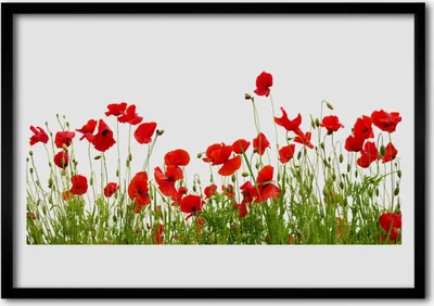 Produktbild von Bild 70x50 MDF-Rahmen Wandkunst Mohnblumen Wiese Natur