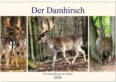 Produktbild von Der Damhirsch - Der Schaufelträger des Waldes (Wandkalender 2026 DIN A3 quer), CALVENDO Monatskalender