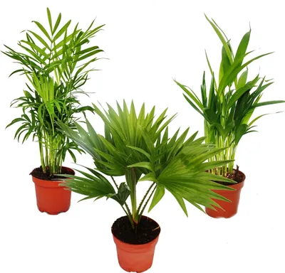 Produktbild von Indoor Palms - Sada 3 kusů - Mountain Palm (Chamaedorea) - Fan Palm (Livistona) - Areca (Goldfruit Palm)