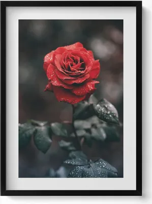 Produktbild von Rote Rosenblüte– Wandbild mit Rahmen – Gerahmtes Bild  – Wanddekoration – 50x70 cm –  Schwarz Rahmen