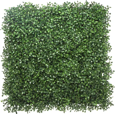 Produktbild von Garden Deluxe Pflanzenwand Buchsbaum 50 x 50 cm