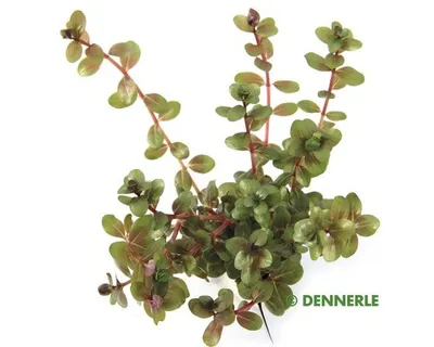 Obrázek produktu pro Vodní rostlina Rotala rotundifolia emers
