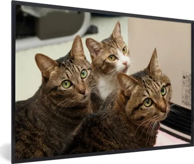 Produktbild von MuchoWow® MuchoWow® Gerahmtes Poster Katze - Braun 90x60 cm - Poster mit zchwarzem Bilderrahmen - Fotorahmen - Foto-Plakat