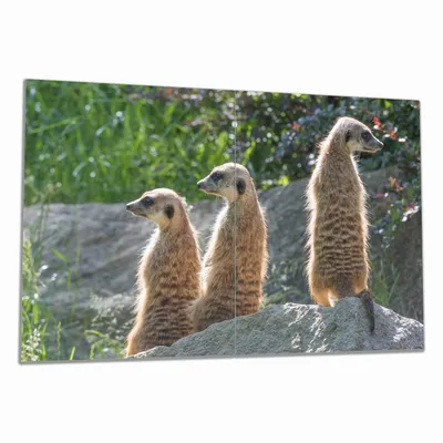 Produktbild von Wallario Herdabdeckplatte aus Glas, Größe 80 x 52 cm 2-teilig, Motiv Erdmännchen im Sonnenschein
