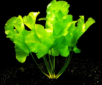 Produktbild von 1 Japanische Teichrose (Nuphar Japonica) - mit Rhizom - Preiskracher!