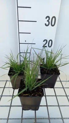 Immagine prodotto di 6 x Calamagrostis epigejos - Erba cavallina - vaso 9x9 cm