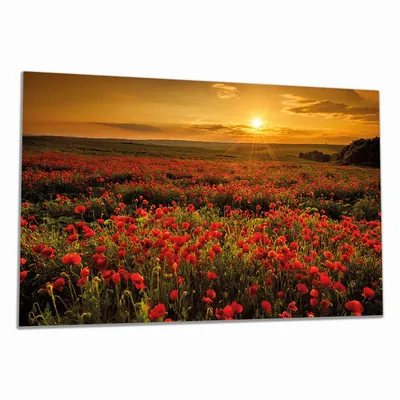 Produktbild von Wallario Herdabdeckplatte aus Glas, Größe 90 x 52 cm 1-teilig, Motiv Mohnblumenwiese bei Sonnenuntergang am Abend