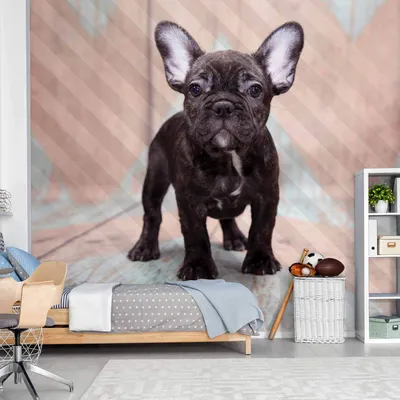 Produktbild von Selbstklebende Folie Fototapete - French Bulldog 294x210 cm Tiere g-B-0186-a-a