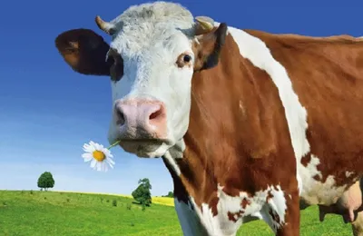 Produktbild von 3 D Ansichtskarte Kuh mit Blume, Postkarte Wackelkarte Hologrammkarte Tiere Tier Kühe