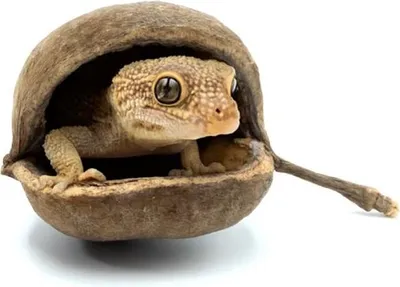Zdjęcie produktu dla BioGecko Nut - Naturalna kryjówka z łupiny orzecha dla gekonów (8-15 cm)