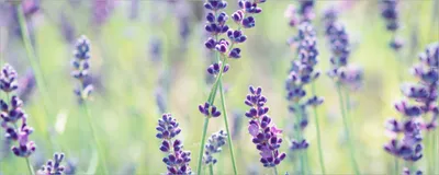 Produktbild von Wallario Poster - Lila Blumenfreude - Violette Pflanzen auf der Wiese, Kunstdruck Größe: 80 x 200 cm