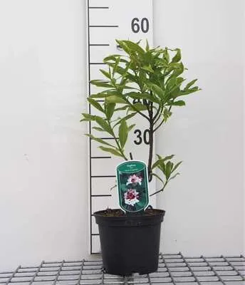 Obrázok produktu pre Daphne od. 'Aureomarginata' - Daphne daphne Aureomarginata 20- 25 cm Kontajner