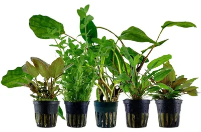 Produktbild von Pflanzen Set mit 5 Einsteiger Topf Aquarium Wasserpflanzen AquaOne Nr.223