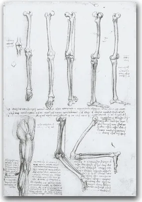 Produktbild von Poster - Canvas - Leinwand - 59,4 cm x 84,1 cm - Fotoposter - Leinwandkunst - Da Vinci Beinknochen