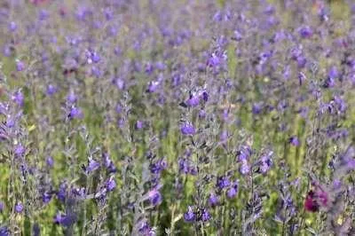 Produktbild von 6 x  Salvia greggii 'Blue Note' - Sternmoos - Topf 9 x 9 cm