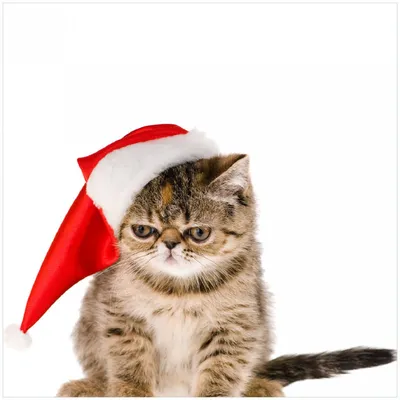 Produktbild von Wallario Memoboard Magnettafel aus Glas, Größe 50 x 50 cm, Motiv Ich hasse Weihnachten - mürrische Katze mit Weihnachtsmütze