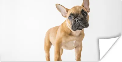 Produktbild von MuchoWow® Poster Französische Bulldogge - Braun - Weiß 40x20 cm - Poster für die Wand - Poster Schlafzimmer