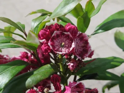 Produktbild von Berglorbeer - Lorbeerrose Yankee Doodle - Kalmia latifolia Yankee Doodle - 30-40cm