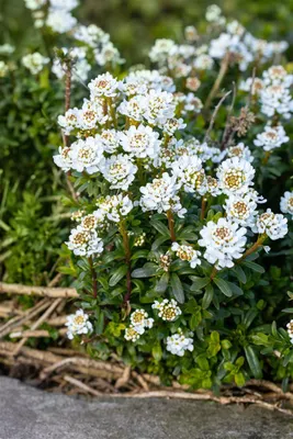 Produktbild von Iberis sempervirens 'Zwergschneeflocke', Schleifenblume, weiß, ca. 9x9 cm Topf