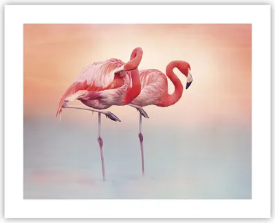 Produktbild von Poster - Poster ohne Rahmen - Flamingos Exotik Vögel - 50x40 cm - Wand Bild - Wanddeko - Wandbilder - Kunstposter - Wandposter - Bilder - Kunstdruck - Wanddekoration - Wandbild - P2XAA50x40-5044