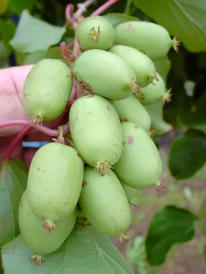 Produktbild von Bayern-Kiwi `Issai´ (selbstfruchtbar) - Actinidia arguta - 60-80cm im Topf