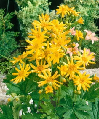 Produktbild von Ligularia x palmatiloba, ca. 11x11 cm Topf, große gelbe Blüten