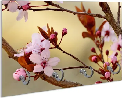 Produktbild von Wallario Schlüsselbrett aus Glas, Motiv: Frühlingsgefühle I - Kirschblüten in Nahaufnahme, 30 x 20 cm mit 4 Haken