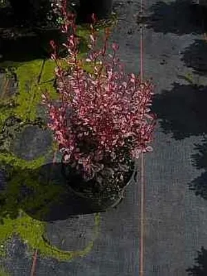 Produktbild von Berberis thunbergii Rosy Rocket® - Rote Berberitze Rosy Rocket® 20-30 cm