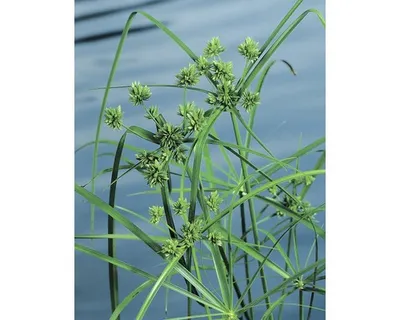 Obrázek produktu pro Šáchor střídavolistý FloraSelf Cyperus alternifolius výška 10-70 cm květináč 3 l