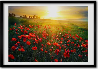 Produktbild von Bild - Bilderrahmen - 100 cm x 70 cm - MDF - Rahmen - Foto - Wandkunst Mohnfeld