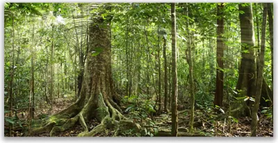 Produktbild von Glasbilder 120x60 Wandbild Druck auf Glas Wald Natur