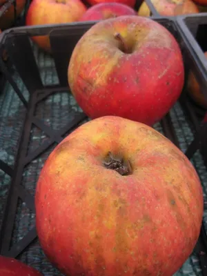 Produktbild von Malus Roter Boskoop - Winterapfel - Apfelbaum