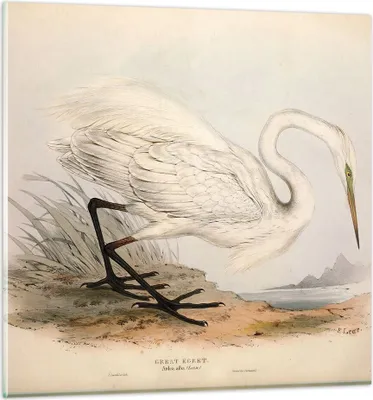 Produktbild von Bilder auf glas - Einteilig - Vogel Weiß Reiher - 60x60cm - Glasbilder - Wandbilder - Bilder - zum Aufhängen bereit - Wanddekoration aus Glas - Glas Bilder - Wandbild auf Glas - GAC60x60-4979