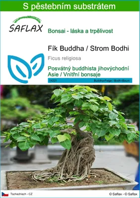 Obrázek produktu pro SAFLAX - Fík Buddha / Strom Bodhi - Ficus religiosa - 100 Semena - S pěstebním substrátem bez klíčků