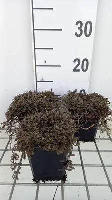 Produktbild von 6 x  Leptinella squalida 'Platt's Black' - Fiederpolster - Topf 9 x 9 cm