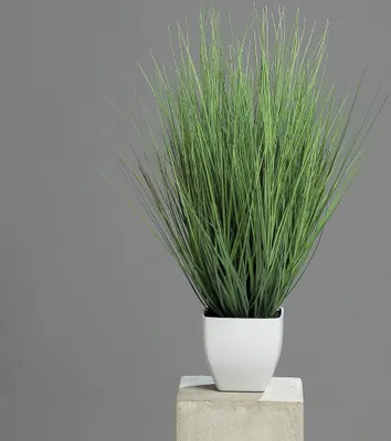Produktbild von künstliches Gras im Topf, Deko Isolepsisgras H. 60cm grün DPI WA