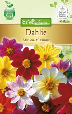 Artikelbild 1 von 'Dahlie Mignon - Mischung' aus der Kategorie Dahliensamen